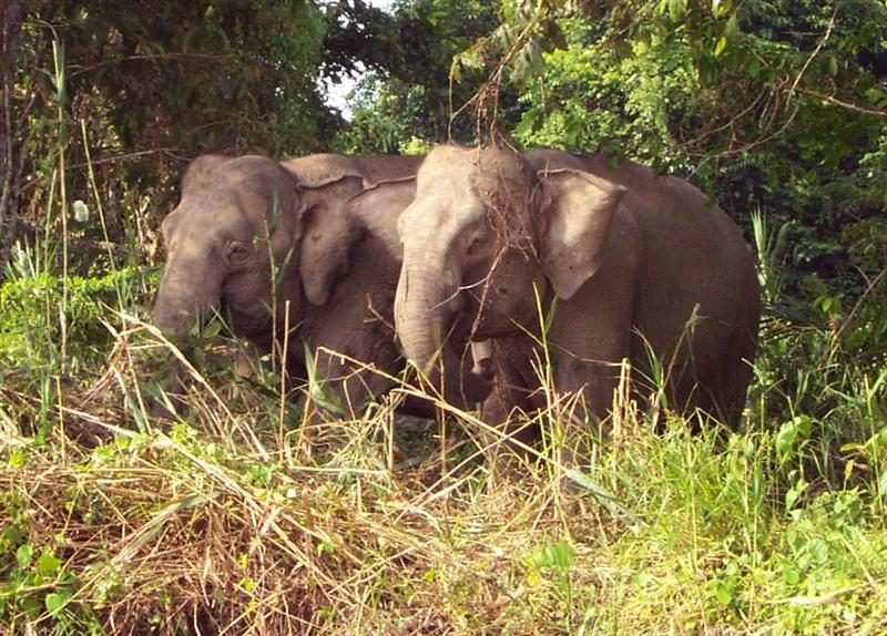 Borneo elephants